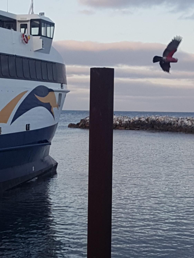 Others 4, Trading Places, Kangaroo Island