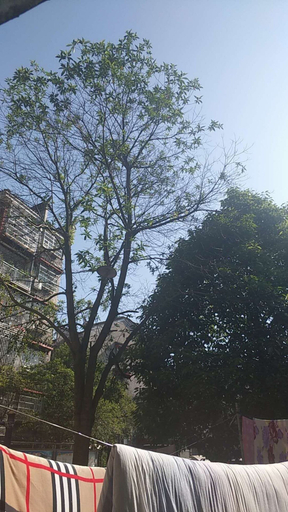 Others 4, Fangxin Hostel, Xiangxi Tujia and Miao
