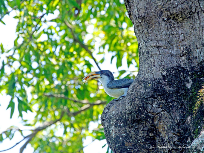 Others 5, The Yala Camping, Katharagama