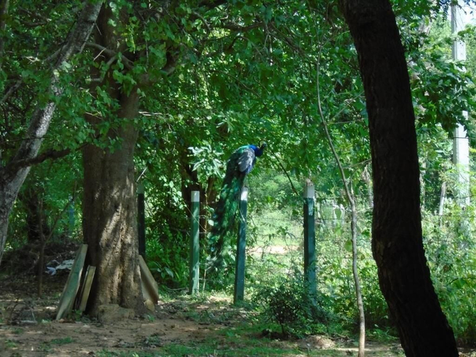 Others 4, Katagamuwa Rest, Katharagama