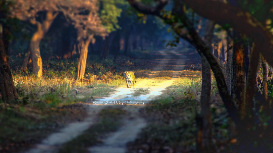Others 2, DTR Jungle Hideaways, Lakhimpur Kheri