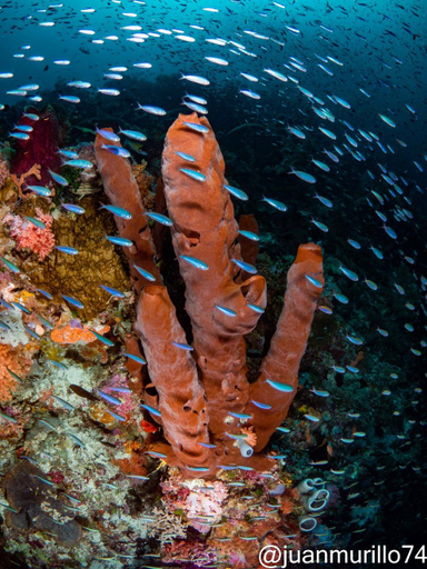 Others 2, Marind Dive Eco Resort, Wakatobi
