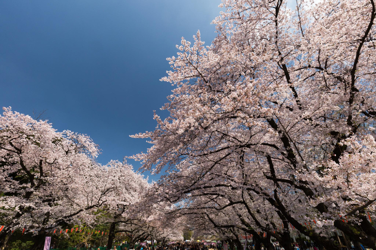 JR Uguisudani丶BEST choice to Senso-ji Temple丶Ueno Park丶Ameya-Yokocho Market丶Tokyo Skytree丶Sumida Aqu, Taitō