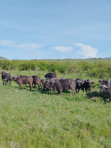 Others 4, Mara Enkajiang Tented Camp, Narok West