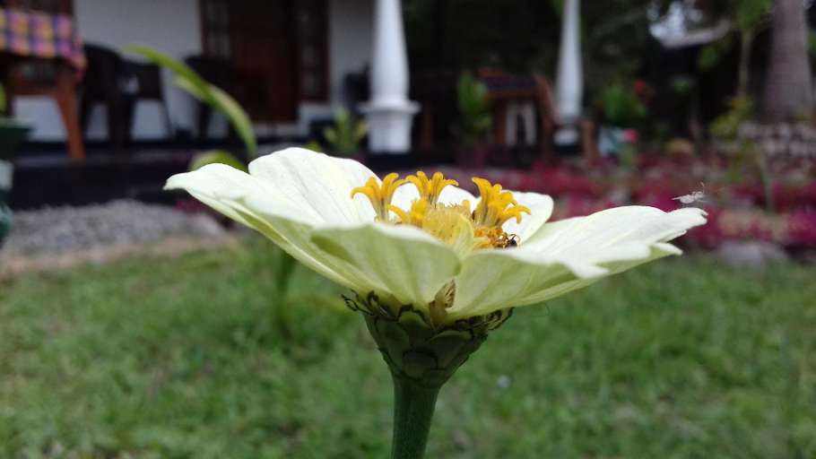Others 5, Shen Residence, Dambulla