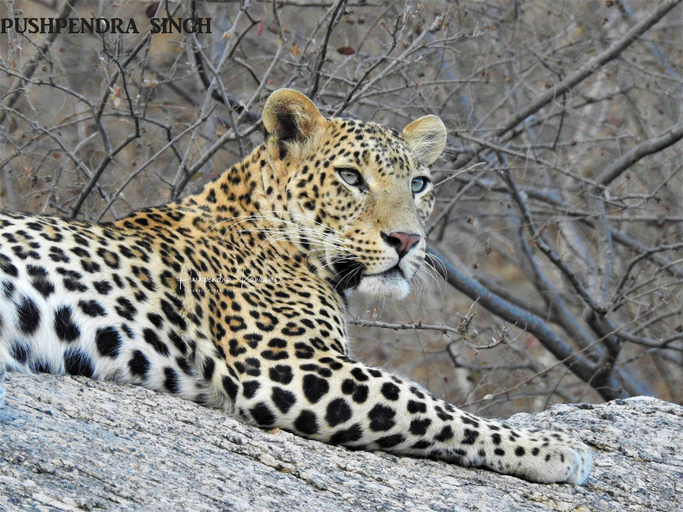 Others 5, Varawal Jawai Leopard Safari Camp, Pali