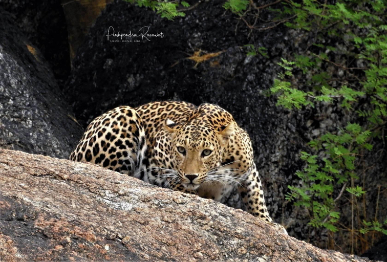 Others 4, Varawal Jawai Leopard Safari Camp, Pali