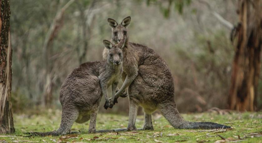 Others 5, Yarrangobilly Caves House, Tumut
