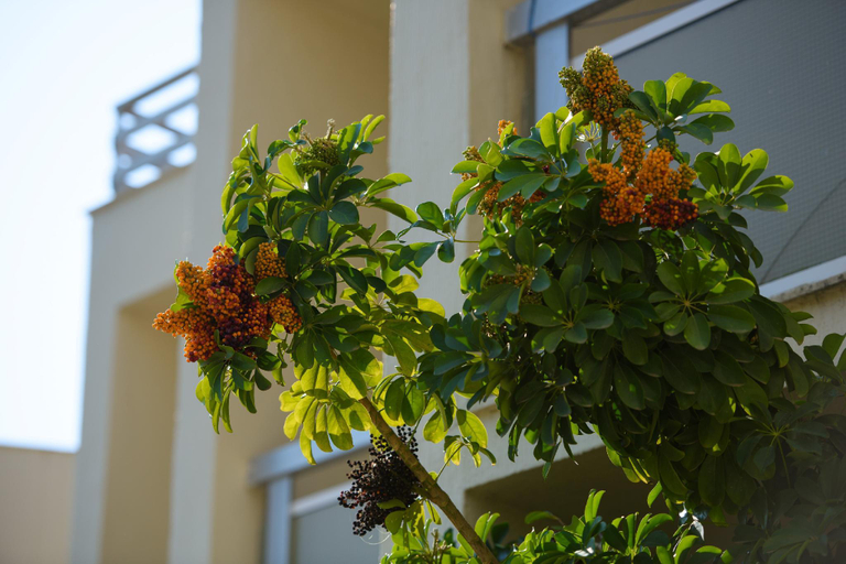 Others 4, Amalia Corfu Hotel, Ionian Islands