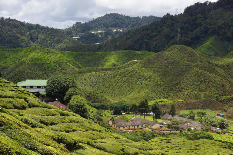 Nearby Landmark 4, Tung's Factoria Cameron Highland, Cameron Highlands