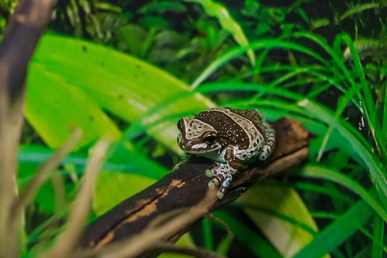 Others 3, Cuyabeno Lodge, Putumayo