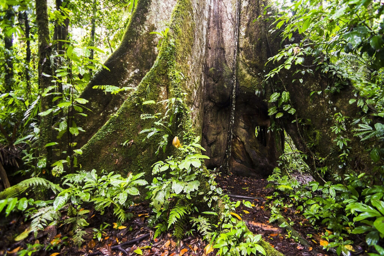 Others 2, Cuyabeno Lodge, Putumayo