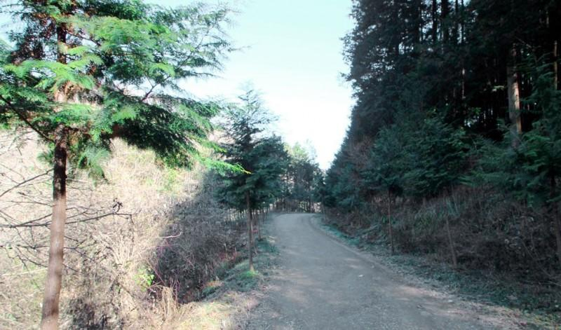 Others 5, Wanju Cypress Forest Ocher Pension, Wanju