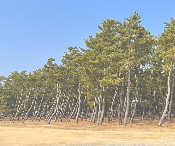 Others 3, Chungcheong Taean Solhyanggi Green, Taean