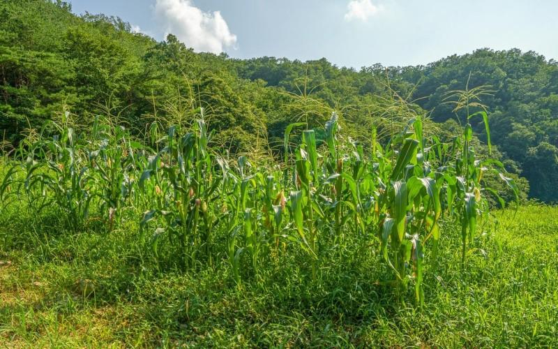 3, Mungyeong Dongro Forest Pension, Mungyeong