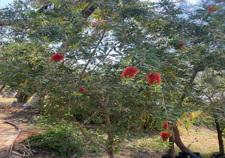 Others 5, The Palash Vann - Deluxe Rooms , Seoni