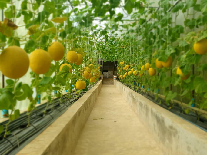 Others 3, Melon Floating in the Sky, Muang Chanthaburi