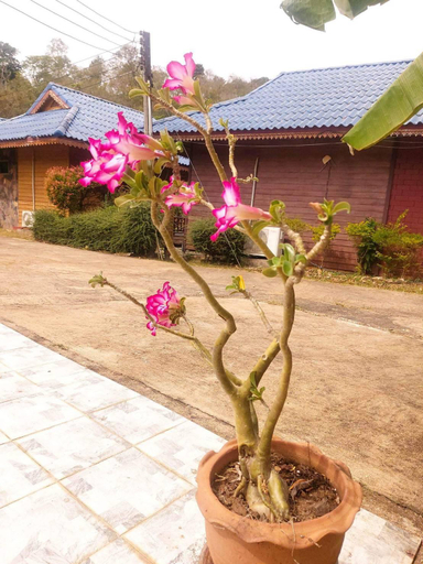Others 5, blueResort-kohchang, Koh Chang