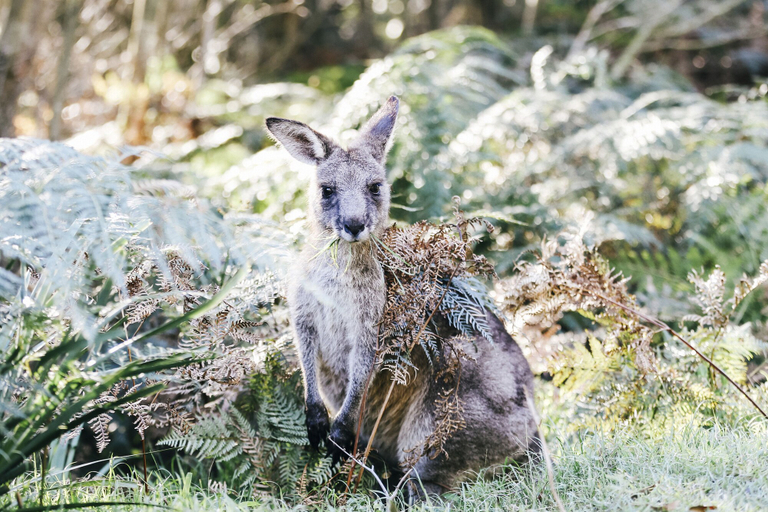 Food & Drinks 5, Paperbark Camp, Shoalhaven - Pt B