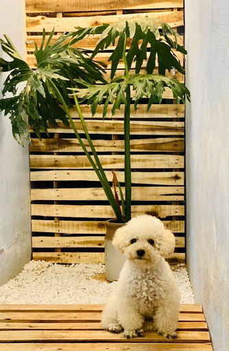 Others 2, Whole house welcomes 6-10 guests, Đà Lạt