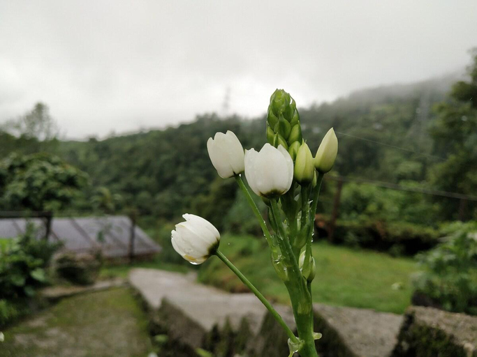 Others 5, Boho Homestay, Rangbhang, Darjiling