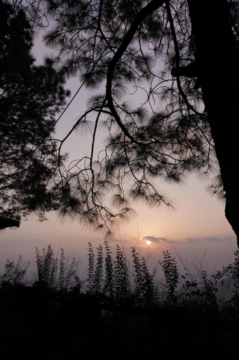 Others 5, Pinewood Nirvana Jungle Resort, Solan