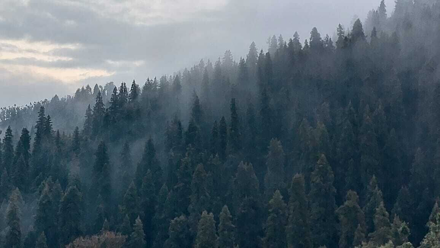 Others 4, The Himalayan Deodar, Tehri Garhwal