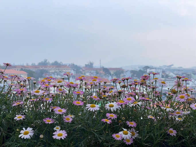 Others 5, Tuong Vy Dalat Central, Đà Lạt