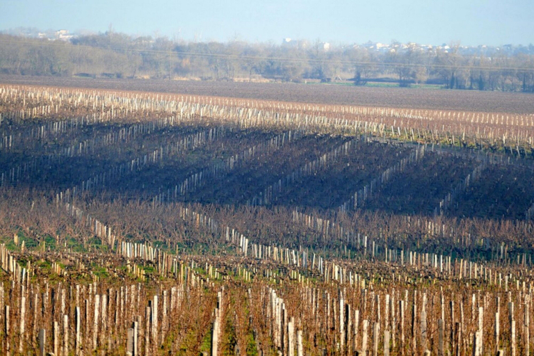 Others 5, Château Marquis de Terme, Gironde
