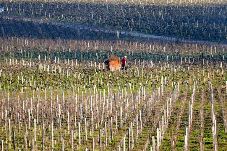 Others 4, Château Marquis de Terme, Gironde