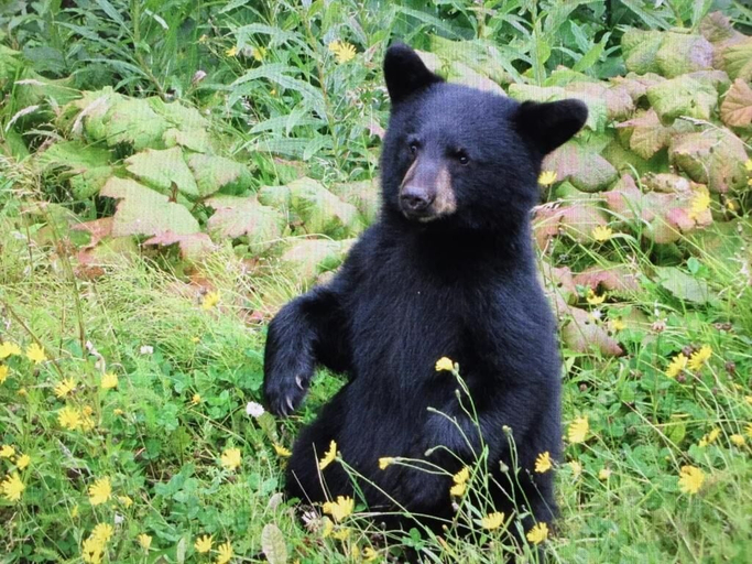 Others 4, Bearvalley Guesthouse, Kitimat-Stikine