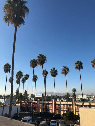 Others 5, Palm Tree Inn, Los Angeles