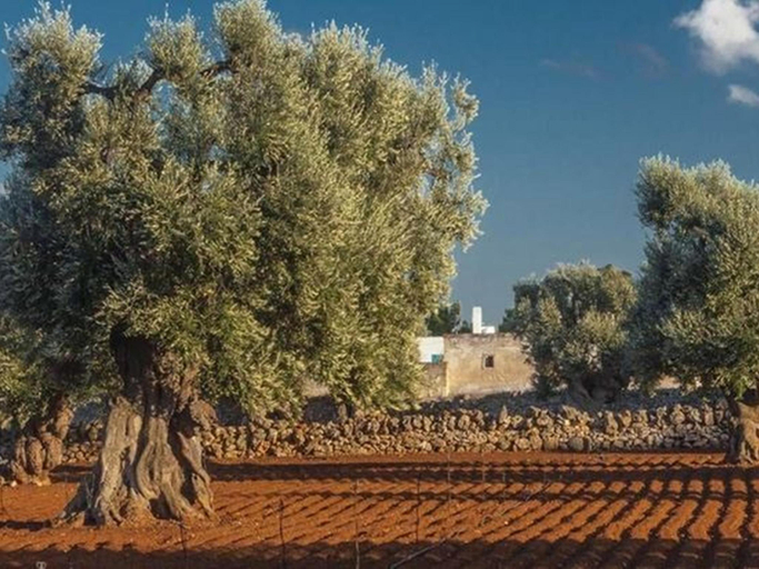 Others 5, Masseria Fulcignano Galatone, Lecce