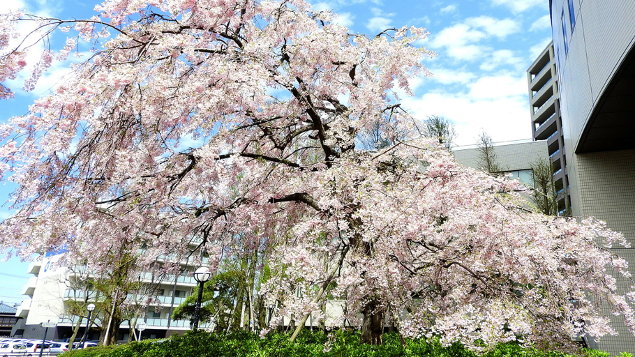 Exterior & Views 2, ANA Crowne Plaza NIIGATA by IHG, Niigata