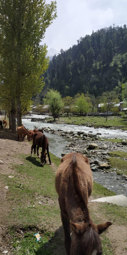 Others 3, Brown Palace, Anantnag