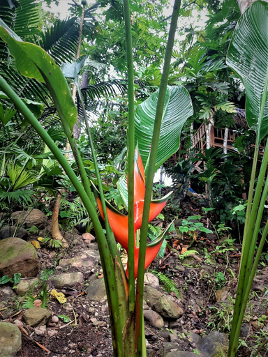 Others 5, Puqio Ecolodge, San Martín