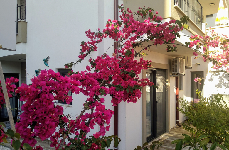 Exterior & Views 2, Kas Sanisu Pansiyon, Kaş