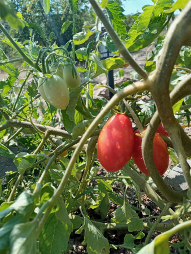Others 4, Bote Farms, Delvinës