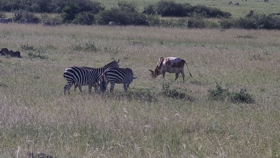 Others 5, Amanya Sunset Star Bed Masai Mara, Narok West