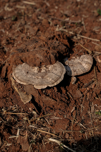 Food & Drinks 4, The Riverstone Agro Farm, Raigarh