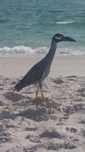 Others 5, Escape Coastal Resort on Casey Key, Sarasota