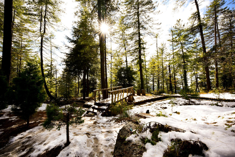 Others 5, Zostel Homes Mashobra (Shimla), Shimla