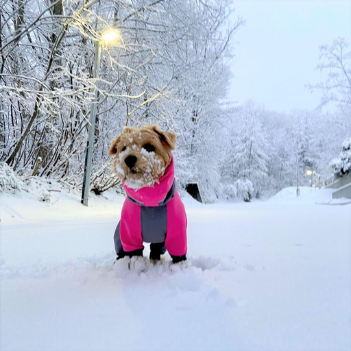 Others 4, Hakuba Powder Mountain, Hakuba