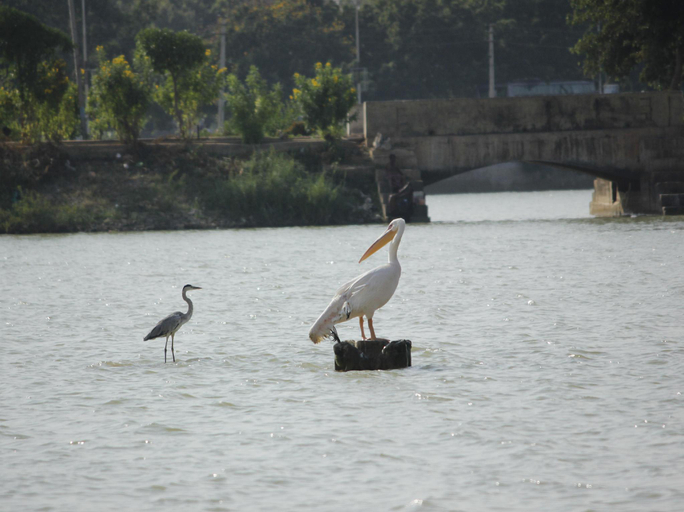 Others 2, Hotel Shiv lake, Kachchh