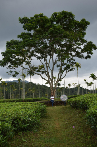 Others 4, ALDORA HOLIDAY HOMES, Wayanad