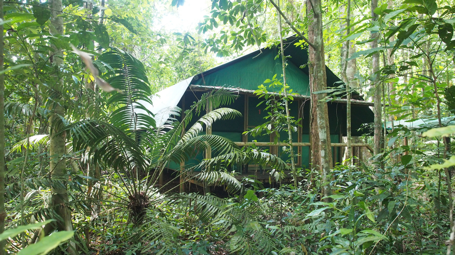 Daintree Crocodylus, Douglas