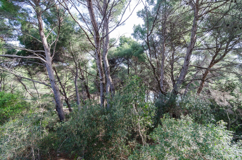 Garden view, Apartments Limuni, Mljet