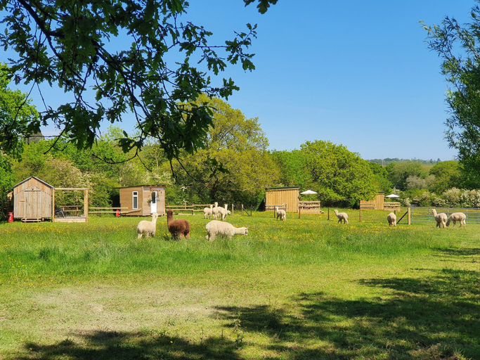 Exterior & Views 2, Double Decker Bus on an Alpaca Farm Sleeps 8, Devon