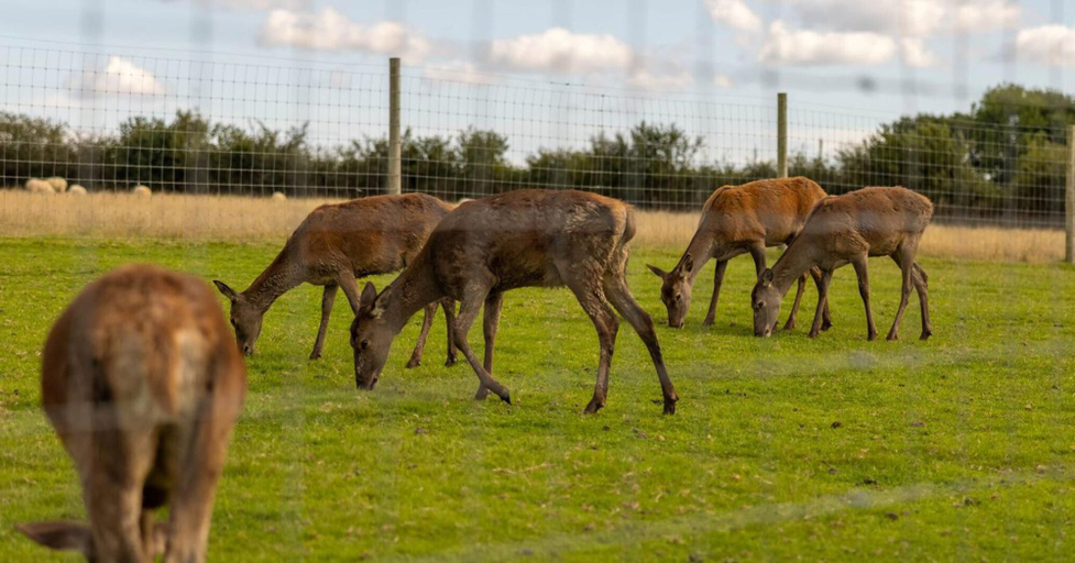 Others 4, Luxury Safari Lodge-sleeps 4/6-deer Park-dogs Ok, Devon