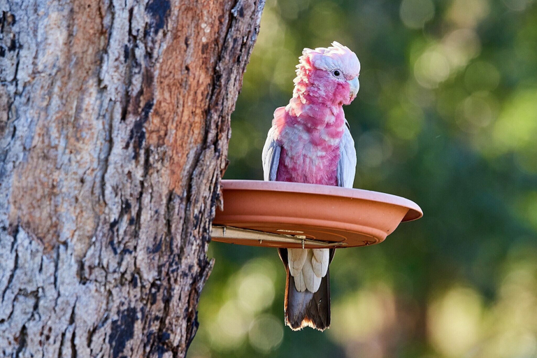 Food & Drinks 5, A Stanthorpe Getaway, Stanthorpe